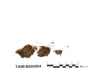 藏品(東亞真苔)的圖片